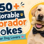 Adorable Labrador Jokes